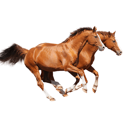 cuderm cutec crema cobre chile cuequinos caballo cuderm cutec crema cobre chile cuequinos caballo