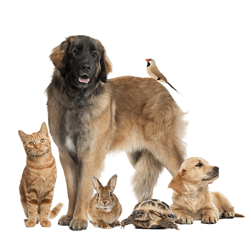 cuderm cutec crema cobre chile cupet mascotas
